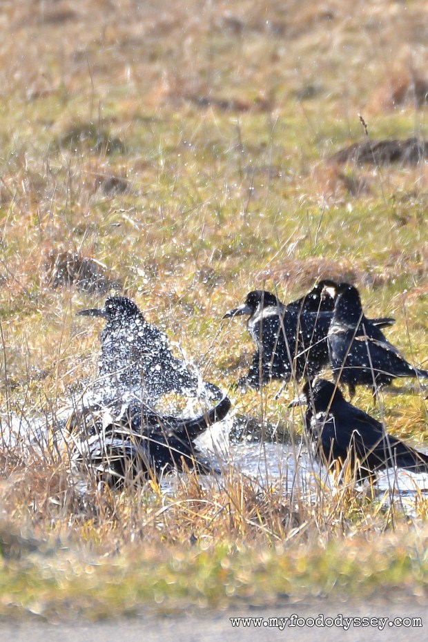 Crow pool party | www.myfoododyssey.com