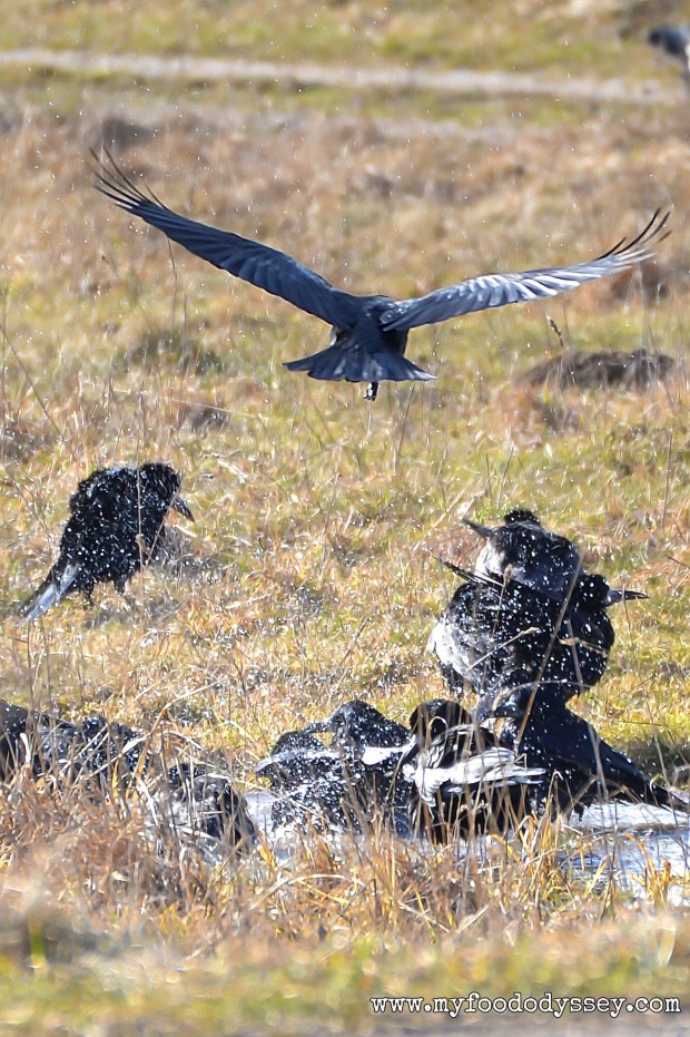 Do I even know that guy? Swooping in here with his wide, shiny wings - who does he think he is?