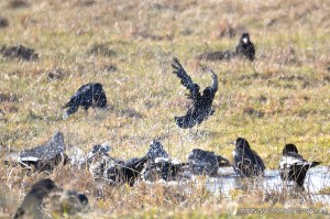 Crow pool party | www.myfoododyssey.com