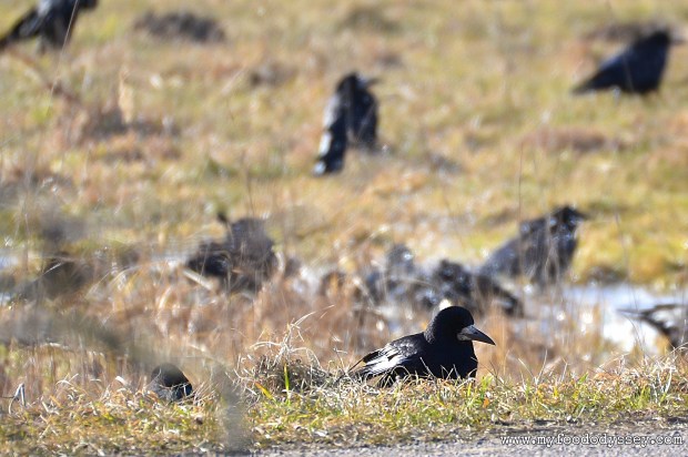 Crow pool party | www.myfoododyssey.com