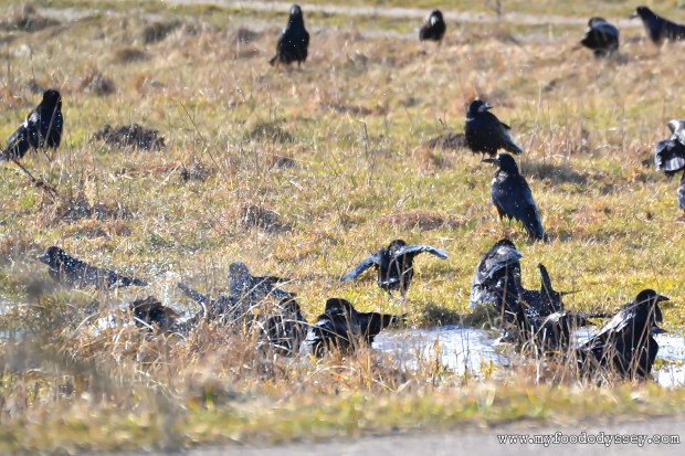 Crow pool party | www.myfoododyssey.com