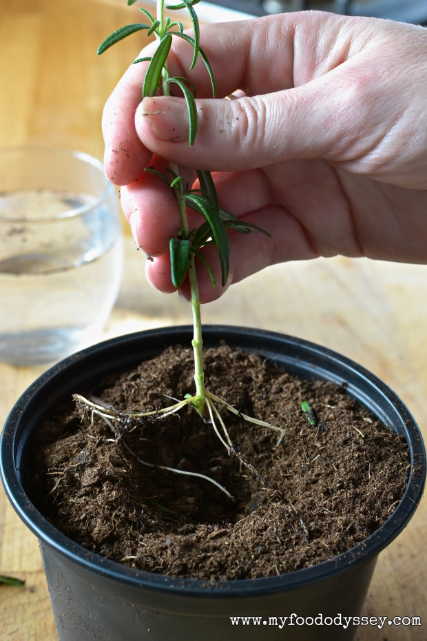 Growing Rosemary from a Cutting | www.myfoododyssey.com