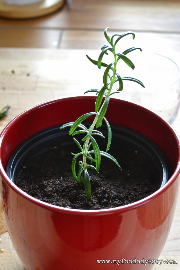 Growing Rosemary from a Cutting | www.myfoododyssey.com