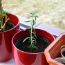 Growing Rosemary from a Cutting | www.myfoododyssey.com