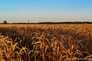 Wheat Fields, Lithuania | www.myfoododyssey.com