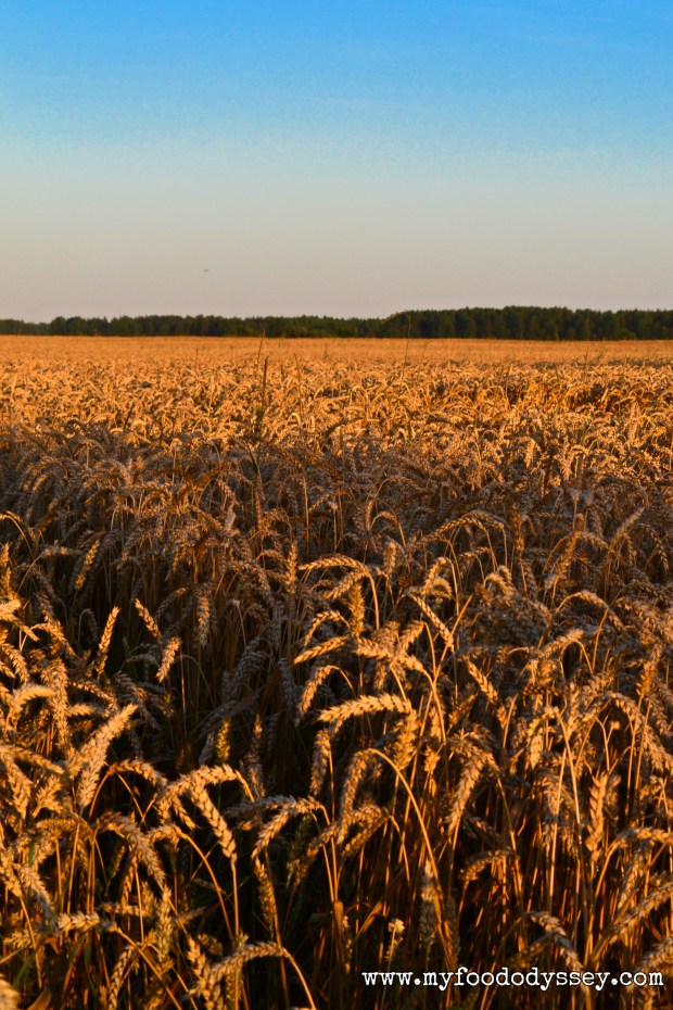 Wheat Fields, Lithuania | www.myfoododyssey.com