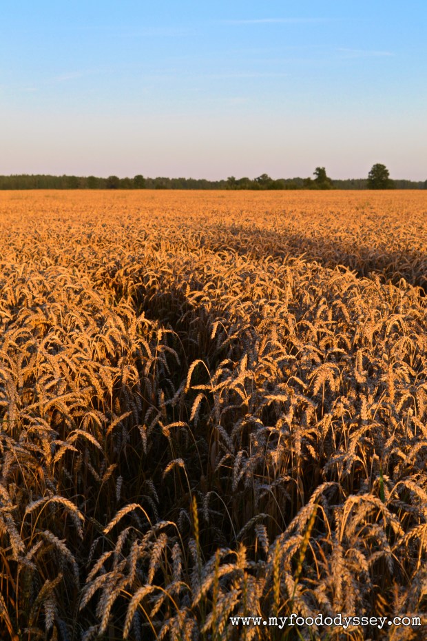 Wheat Fields, Lithuania | www.myfoododyssey.com