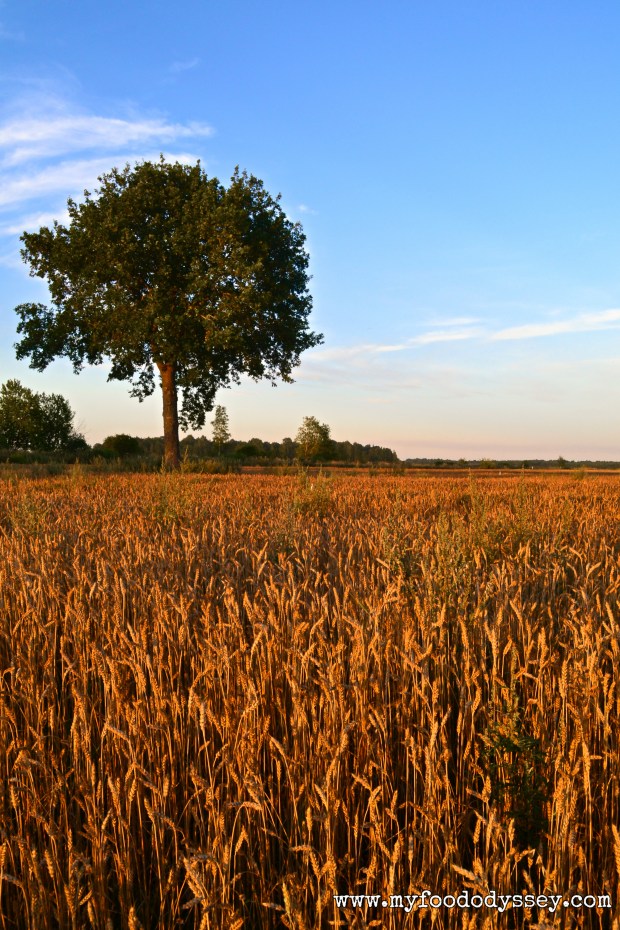 Wheat Fields, Lithuania | www.myfoododyssey.com