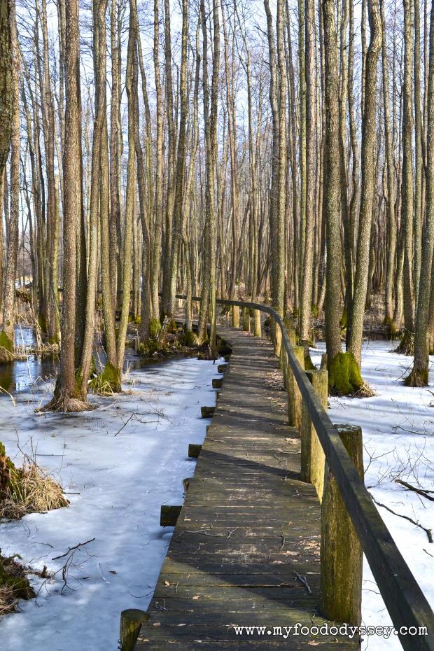 Winter Woods, Lithuania | www.myfoododyssey.com