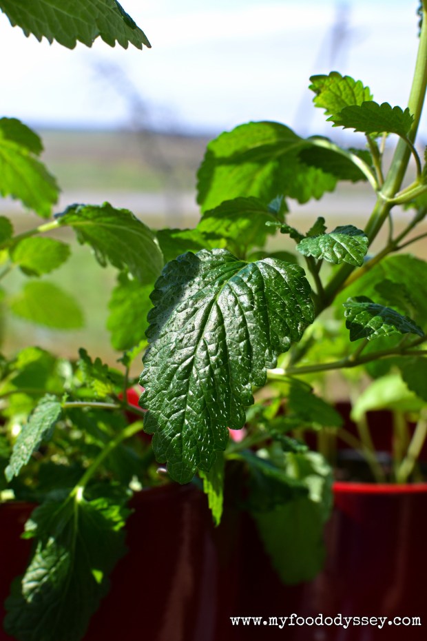 Melissa (Lemon Balm) Tea | www.myfoododyssey.com