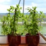 Mint Pots | www.myfoododyssey.com