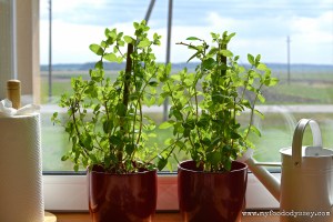 Mint Pots | www.myfoododyssey.com