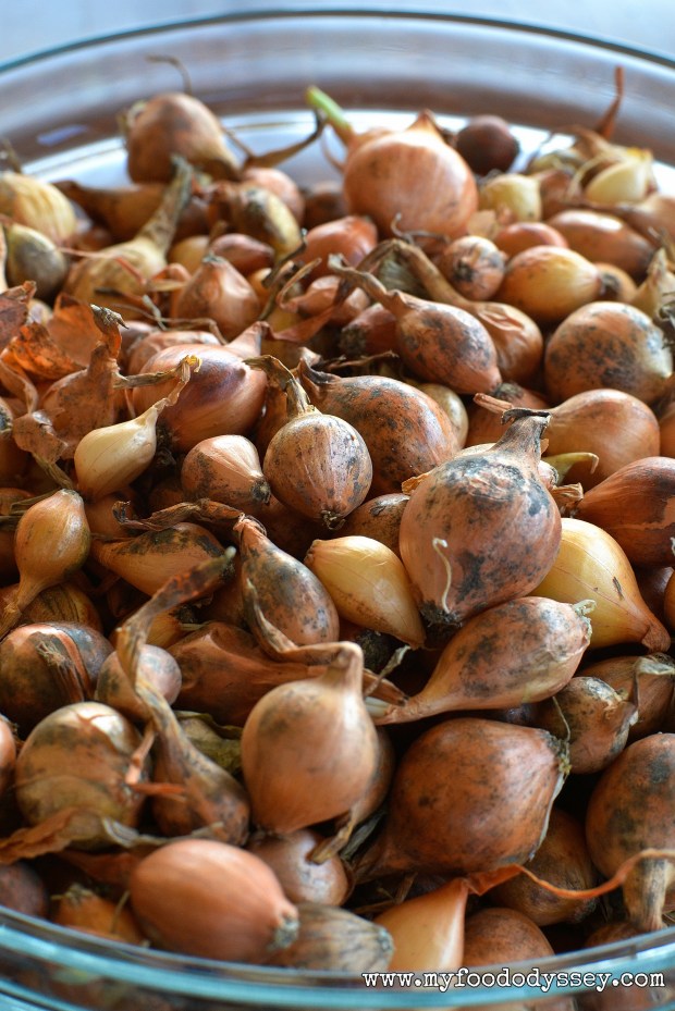 Onion Sets | www.myfoododyssey.com