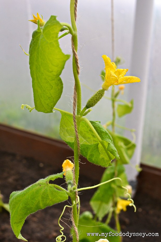 Young Cucumber Plant | www.myfoododyssey.com