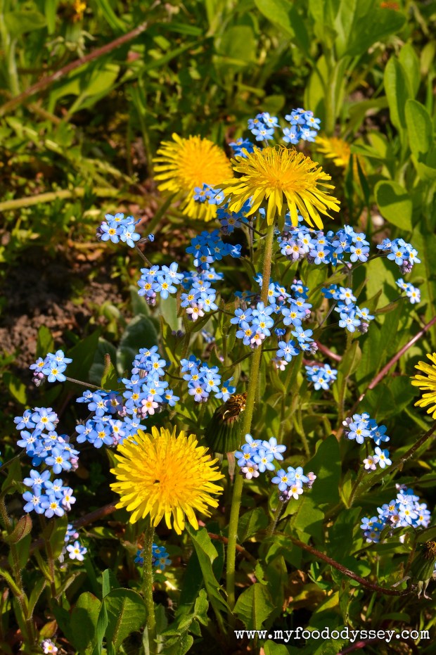Wildflowers in my garden, Lithuania | www.myfoododyssey.com