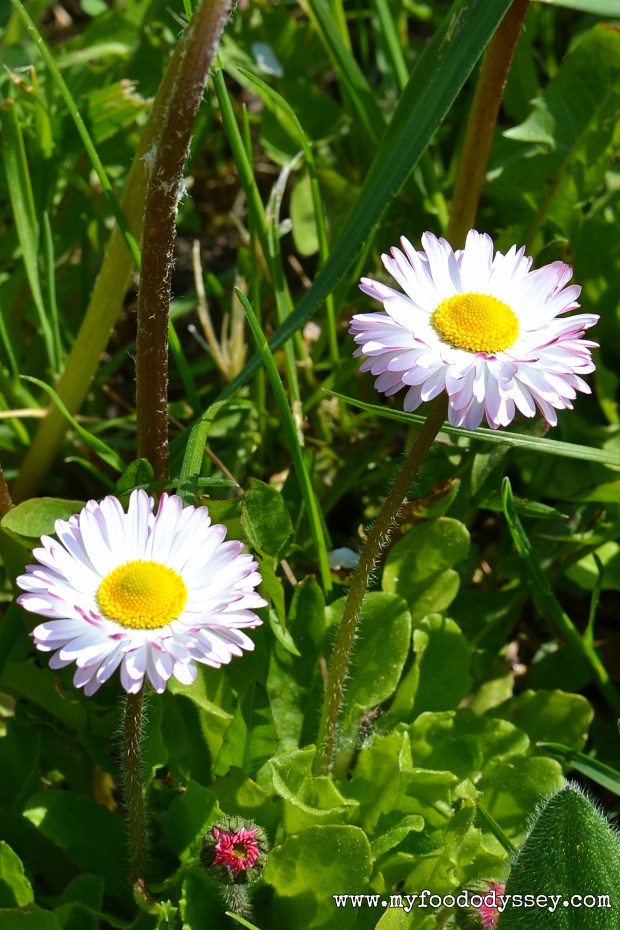 Wildflowers in my garden, Lithuania | www.myfoododyssey.com