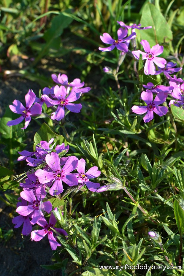 Wildflowers in my garden, Lithuania | www.myfoododyssey.com