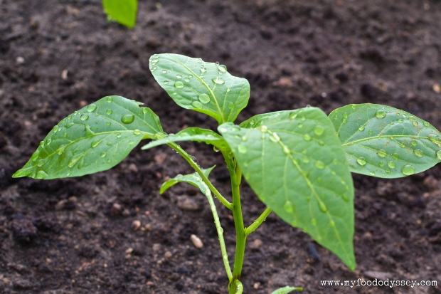 Young Pepper Plant | www.myfoododyssey.com