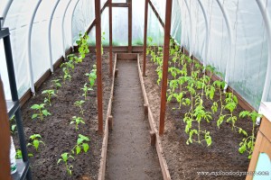 Planting Greenhouse | www.myfoododyssey.com
