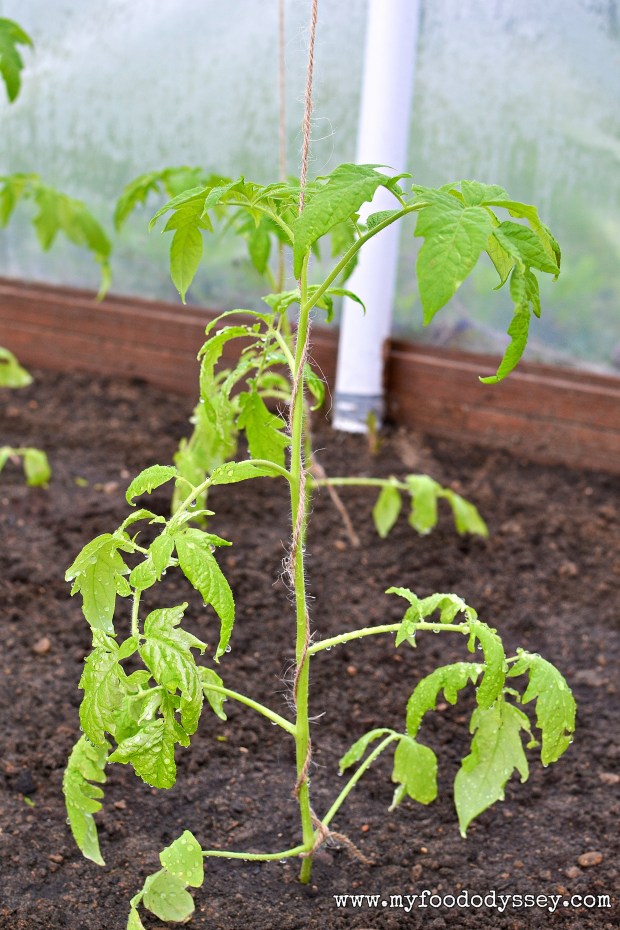 Young Tomato Plant | www.myfoododyssey.com