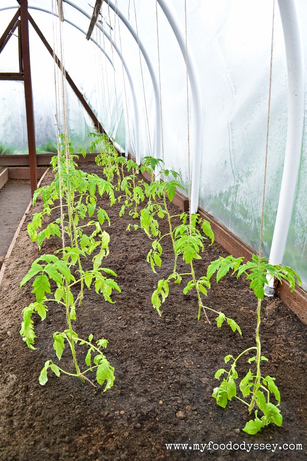 Young Tomato Plants | www.myfoododyssey.com