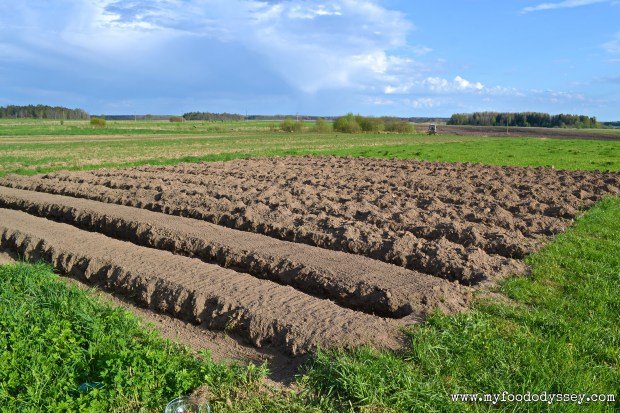 Vegetable Beds | www.myfoododyssey.com