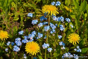 Wildflowers in my garden, Lithuania | www.myfoododyssey.com