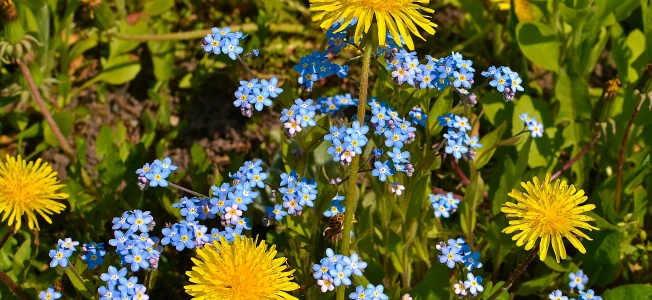 Wildflowers in my garden, Lithuania | www.myfoododyssey.com