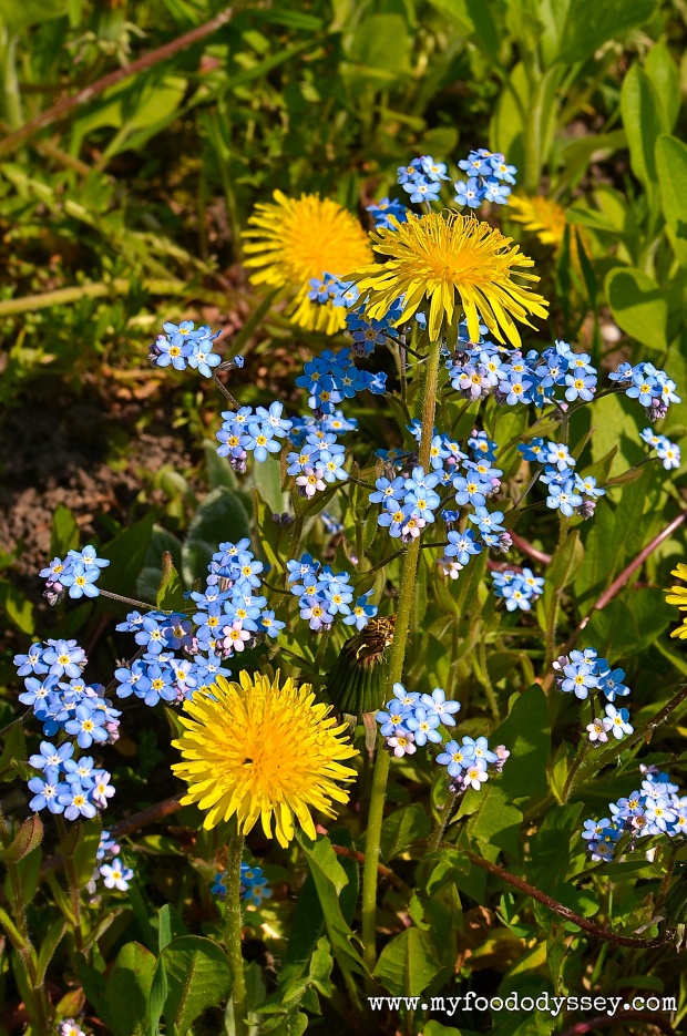 Wildflowers in my garden, Lithuania | www.myfoododyssey.com