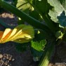 Courgette Zucchini Flower | www.myfoododyssey.com