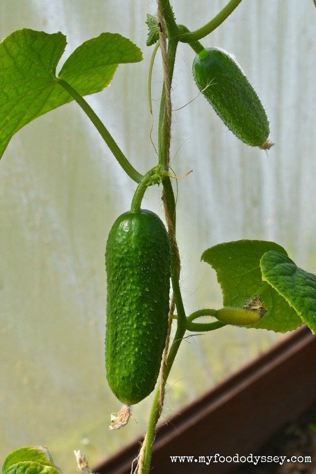 Cucumber Plant | www.myfoododyssey.com
