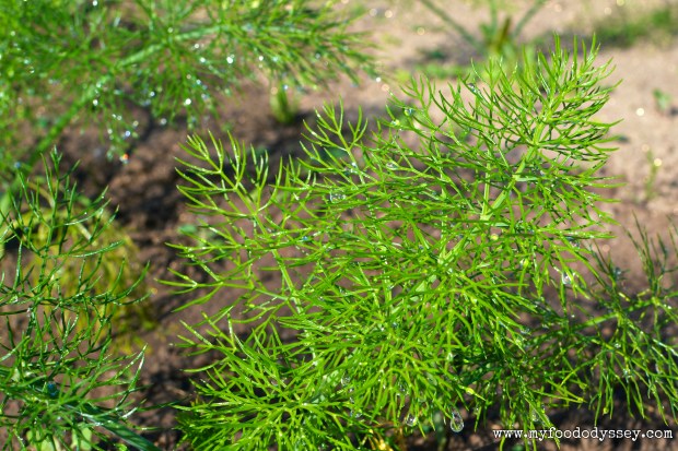 Fennel Plant | www.myfoododyssey.com