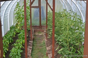 Greenhouse Plants | www.myfoododyssey.com