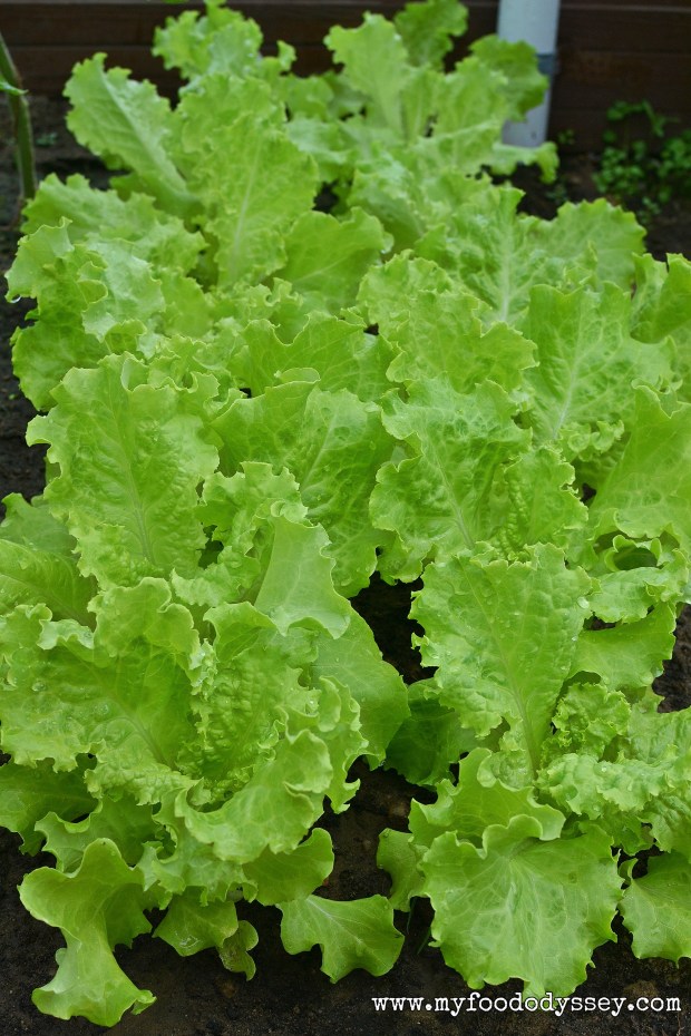 Lettuce Plants | www.myfoododyssey.com