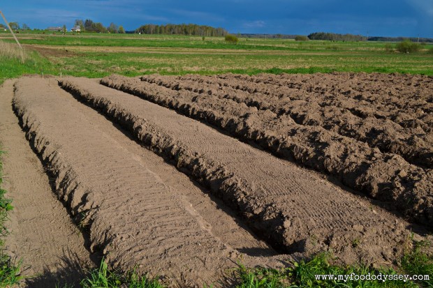 Preparing Vegetable Beds | www.myfoododyssey.com