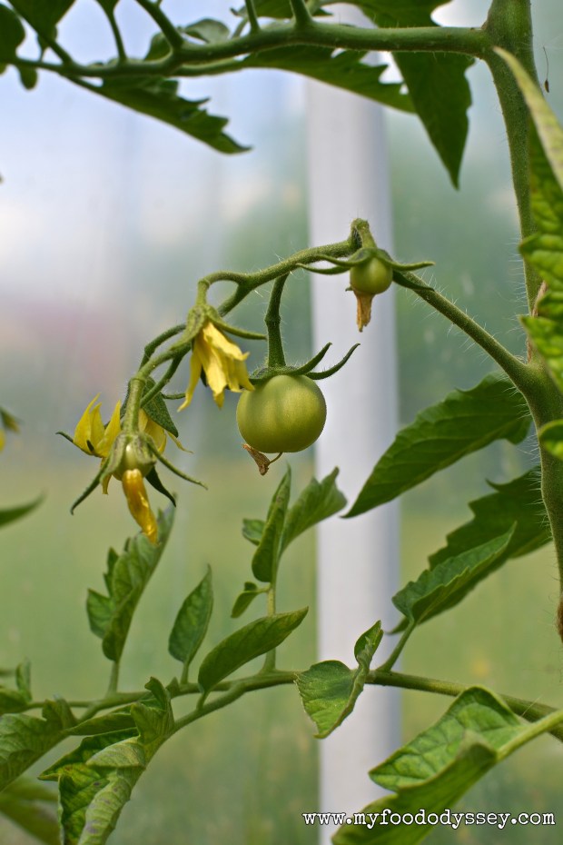Tiny Tomatoes Growing | www.myfoododyssey.com
