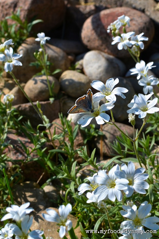 Wildflowers in my garden, Lithuania | www.myfoododyssey.com