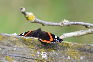 Red Admiral Butterfly | www.myfoododyssey.com