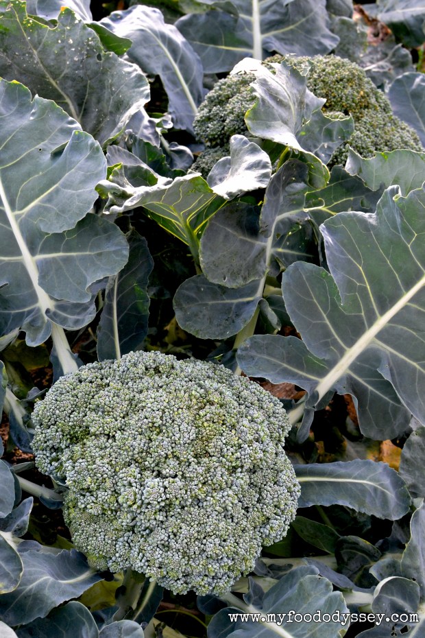 Broccoli Plants | www.myfoododyssey.com