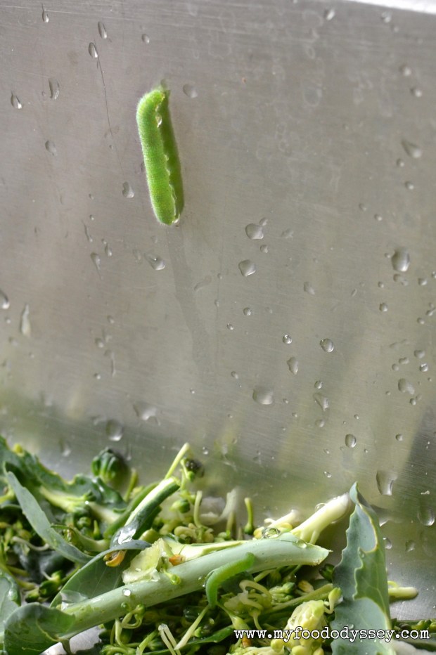 Broccoli Caterpillar Escaping | www.myfoododyssey.com