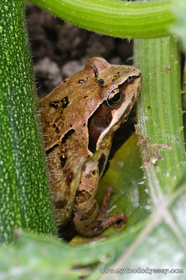 Frog in Zucchini (Courgette) Plants | www.myfoododyssey.com