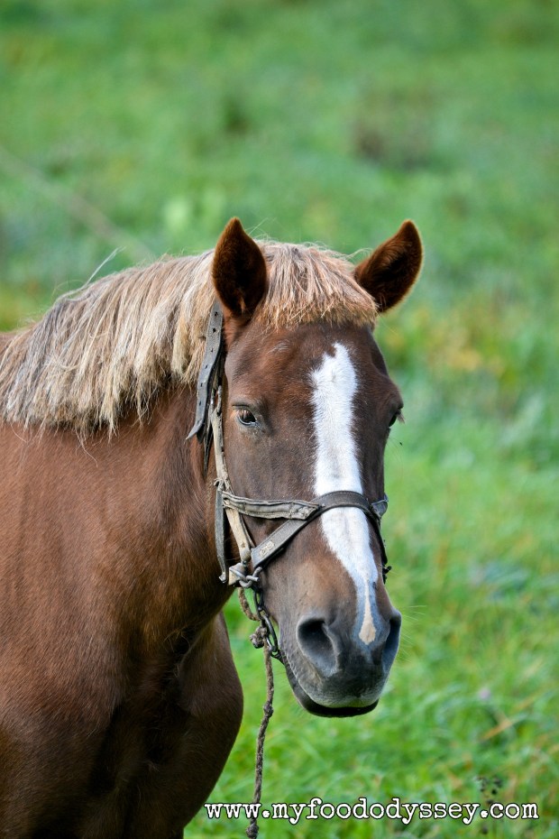 When your mom cuts your fringe... | www.myfoododyssey.com