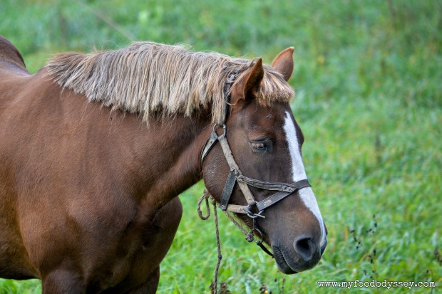 When your mom cuts your fringe... | www.myfoododyssey.com