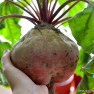 Monster Choggia Beetroot | www.myfoododyssey.com
