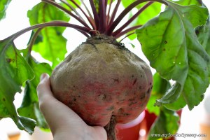 Monster Choggia Beetroot | www.myfoododyssey.com