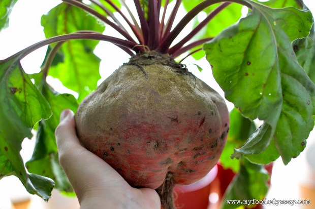 Monster Choggia Beetroot | www.myfoododyssey.com