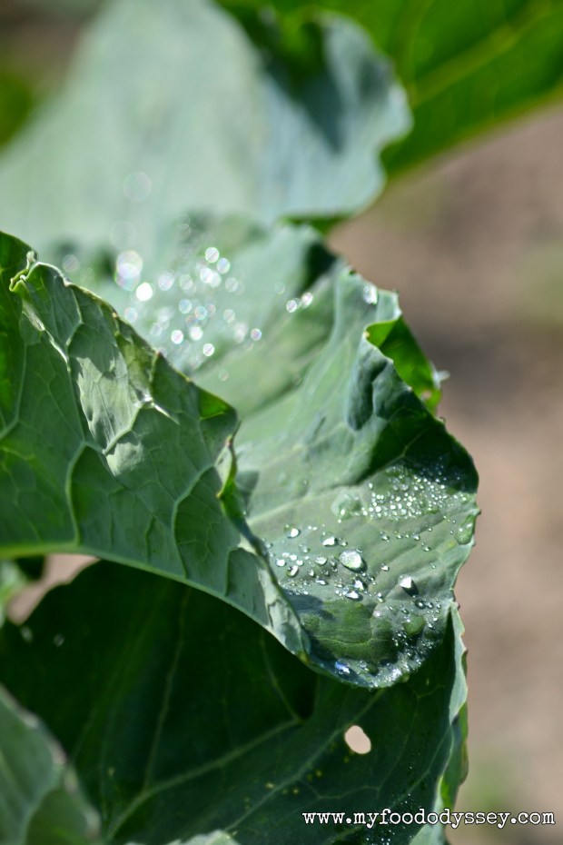 Rain on Broccoli Leaves | www.myfoododyssey.com