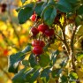 Rose Hips in Autumn | www.myfoododyssey.com
