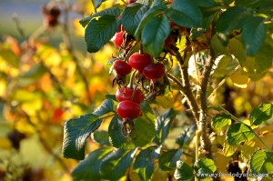 Rose Hips in Autumn | www.myfoododyssey.com
