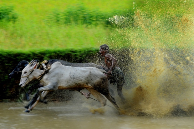 Cattle Racing at Palakkad (Kerala, India) | www.myfoododyssey.com via www.keralatourism.org